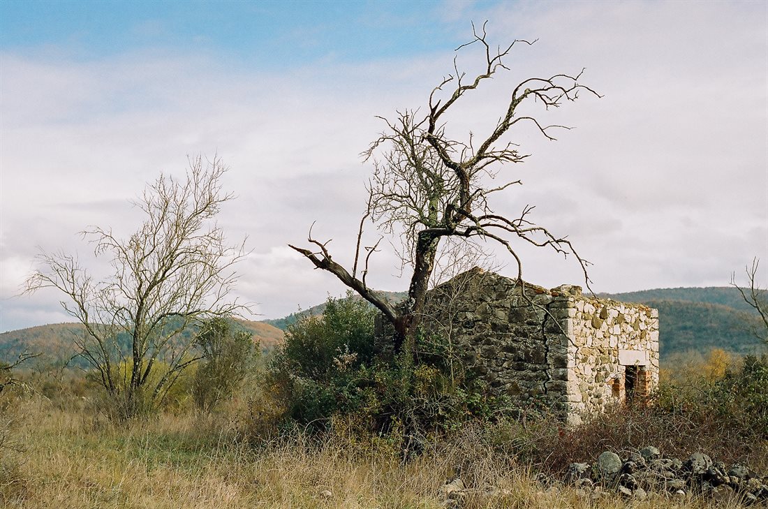 Ardèche, cabanon en pierre, toit effondré, grand arbre torturé sans feuilles devant, paysages de collines, herbes 